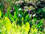 Botanical gardens Durban