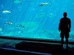 uShaka Marine World aquarium