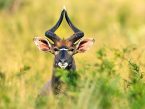 Nyala South Africa