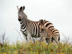 Zebra mother and calf