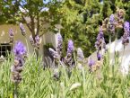 SA_Stellenbosch_landscapes_Marinda-(10)