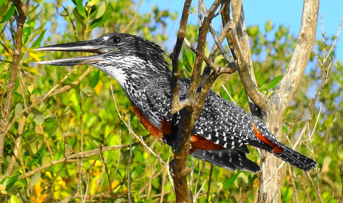 Colorful black, white and red bird sitting in a tree.