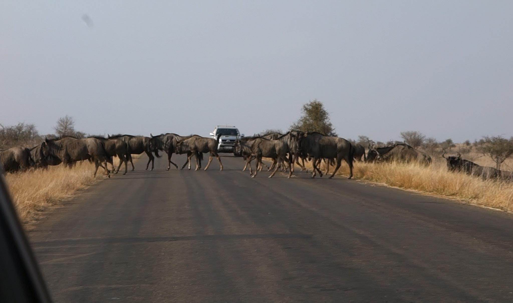 Herd of wildebeest cross the road in Kruger Park in front of self-drivers.