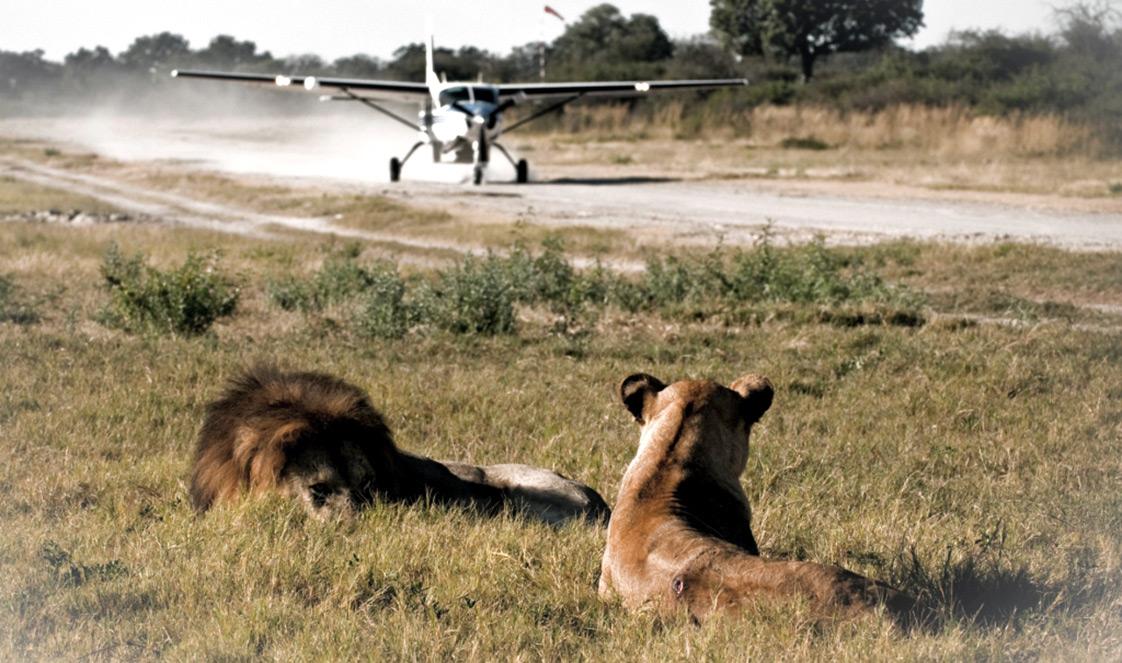 Two lions resting while a small aircraft lands nearby.