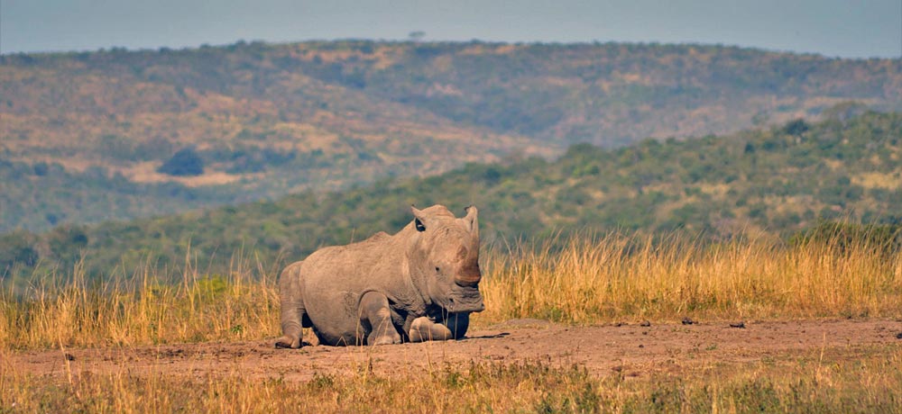 Rhino in Hluhluwe park South Africa Rhino in Hluhluwe park South Africa