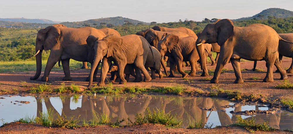 Elephant herd on safari Elephant herd on safari