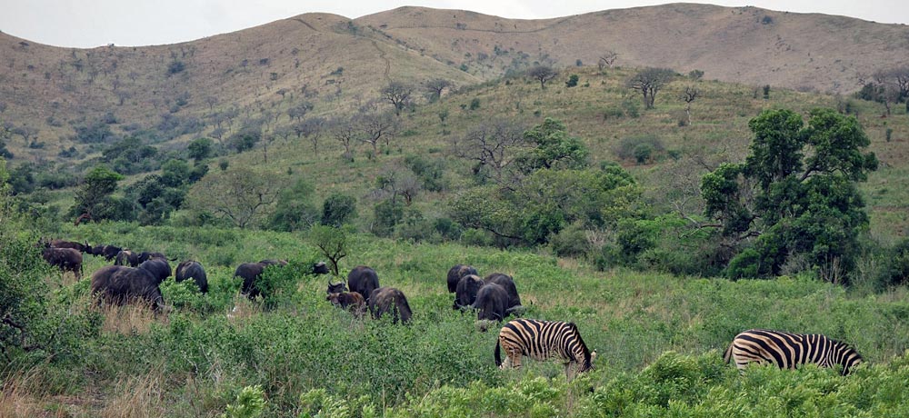 Where to go on safari South Africa Hluhulwe Where to go on safari South Africa Hluhulwe