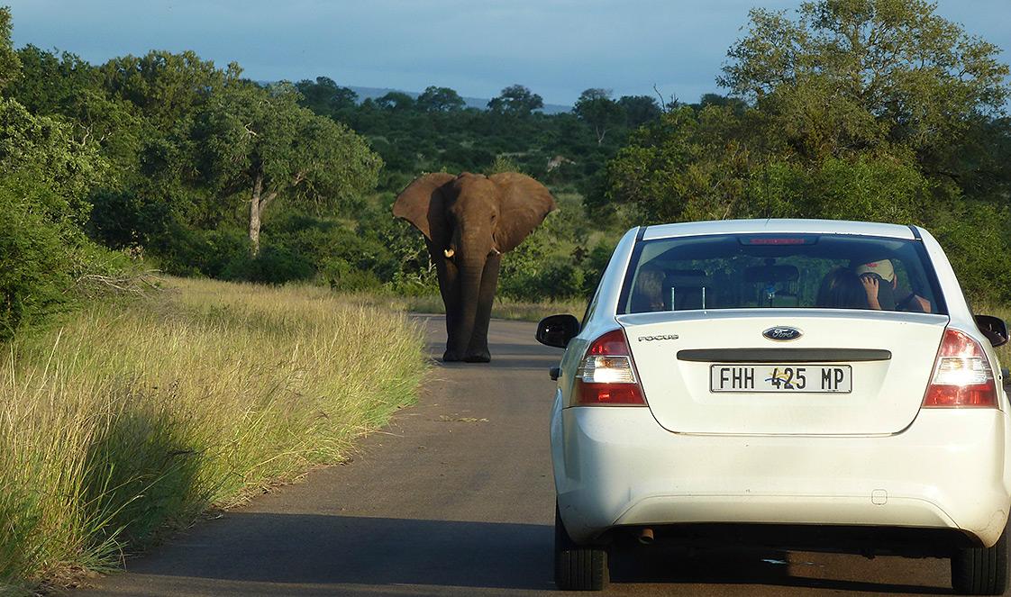 A car on a self-drive through Kruger National Park encounters an elephant on the road.