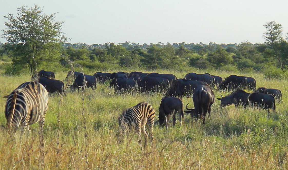 Herd of Wildebeest and Zebras eating grass.