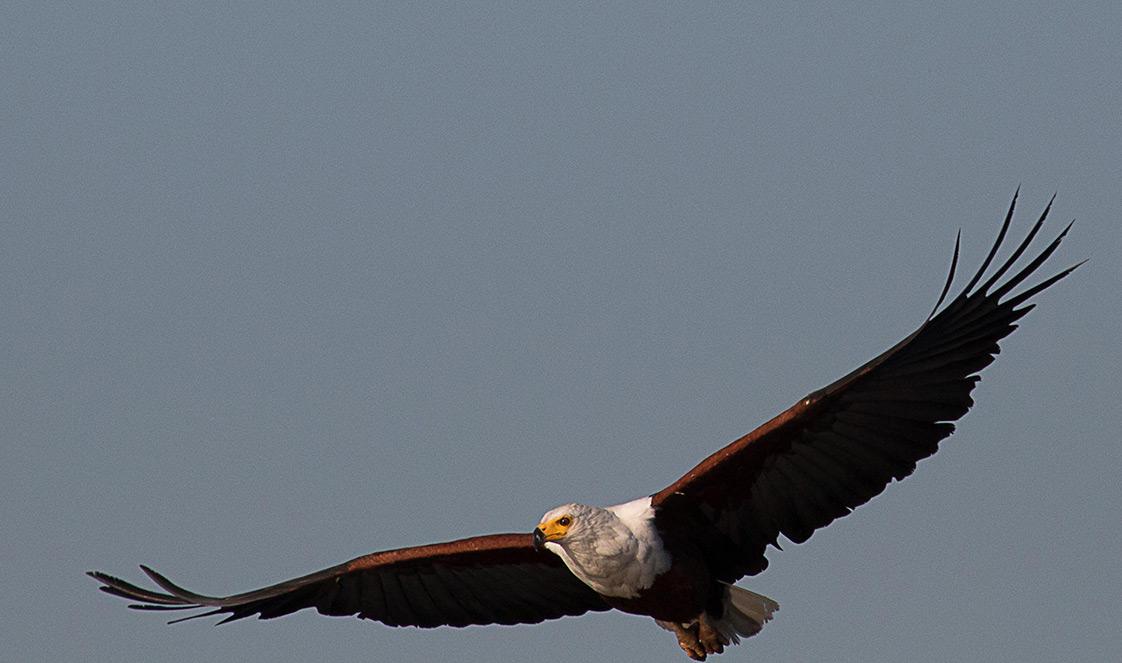 Fish Eagle soaring above Kruger National Park.