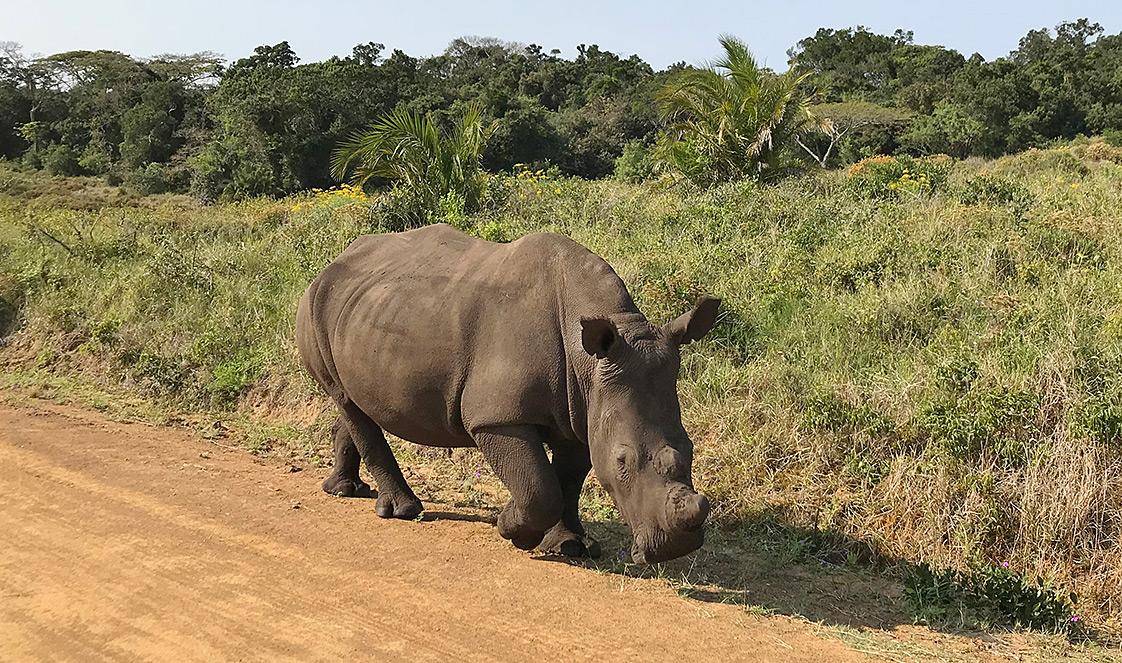 Rhino eating grass along a dirt road.