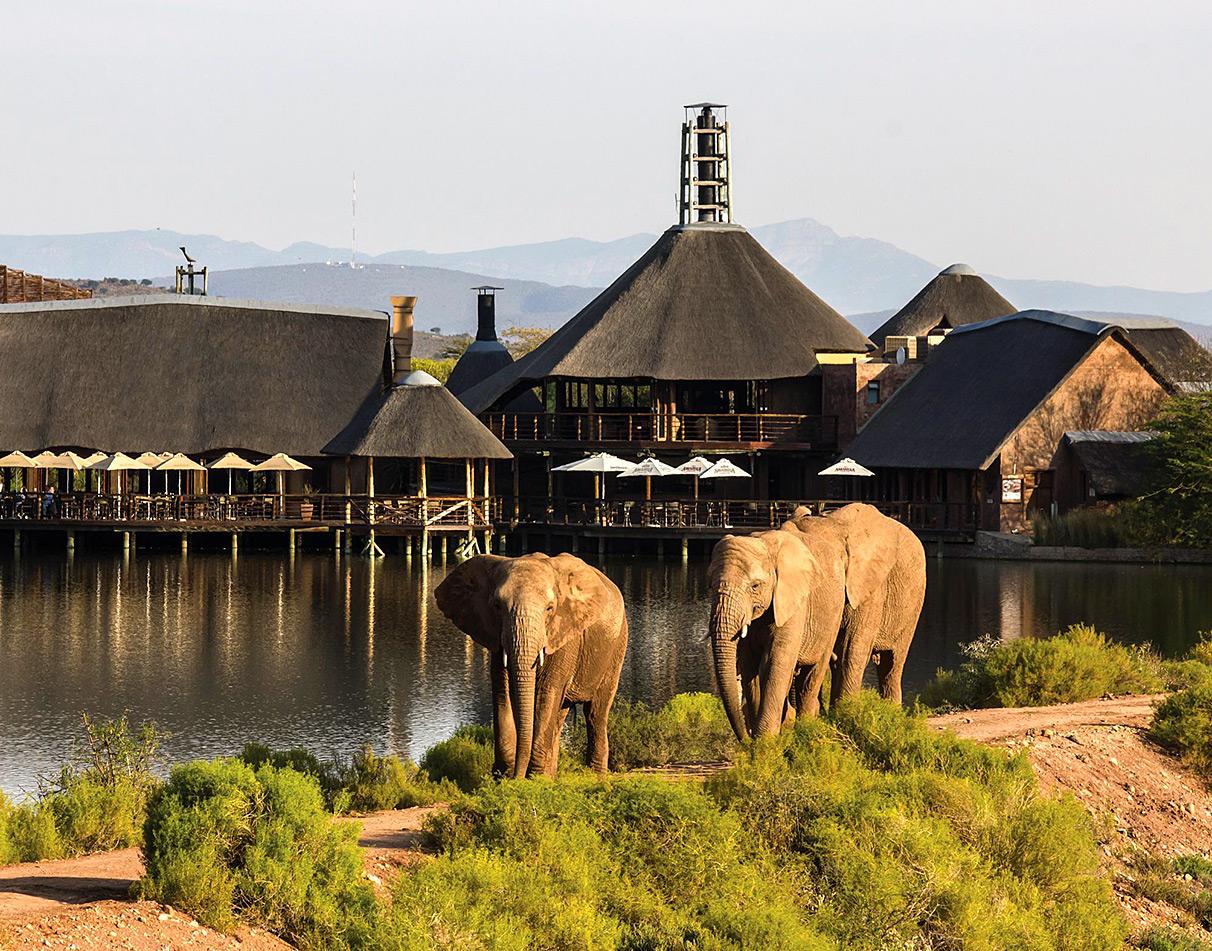 Elephants by thatched lodge, Buffelsdrift Game Lodge, South Africa.