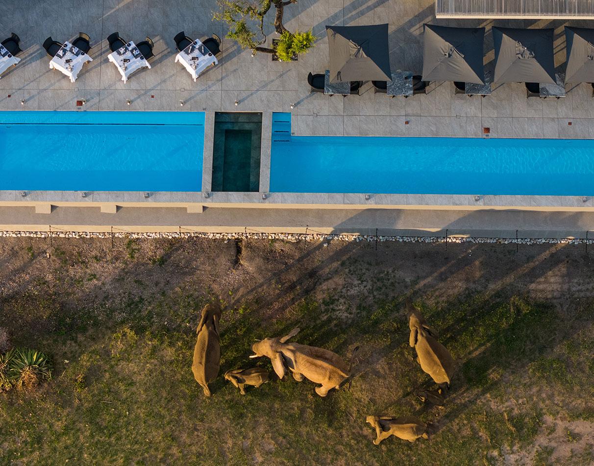Herd of elephants coming up to the pool at Jamala Royal Safari Lodge where guests can have dinner, swim or relax.
