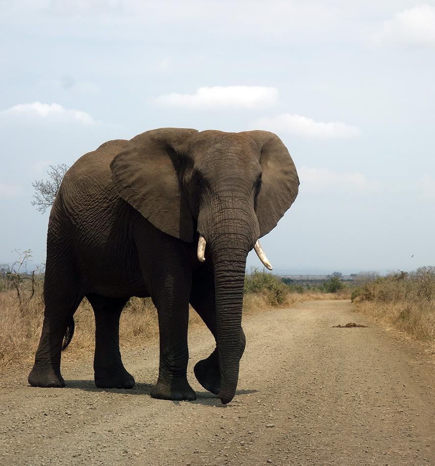 Kruger National Park