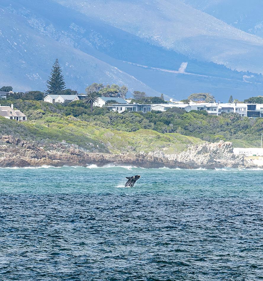 Hermanus