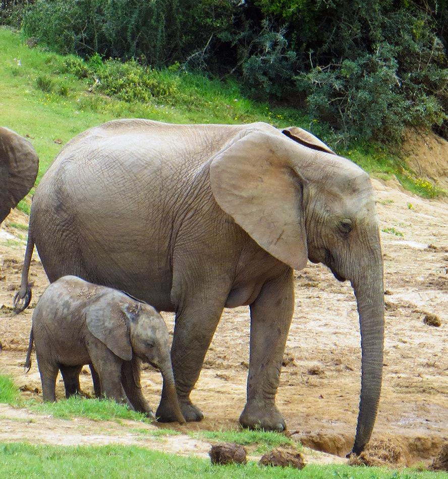 Addo Elephant National Park
