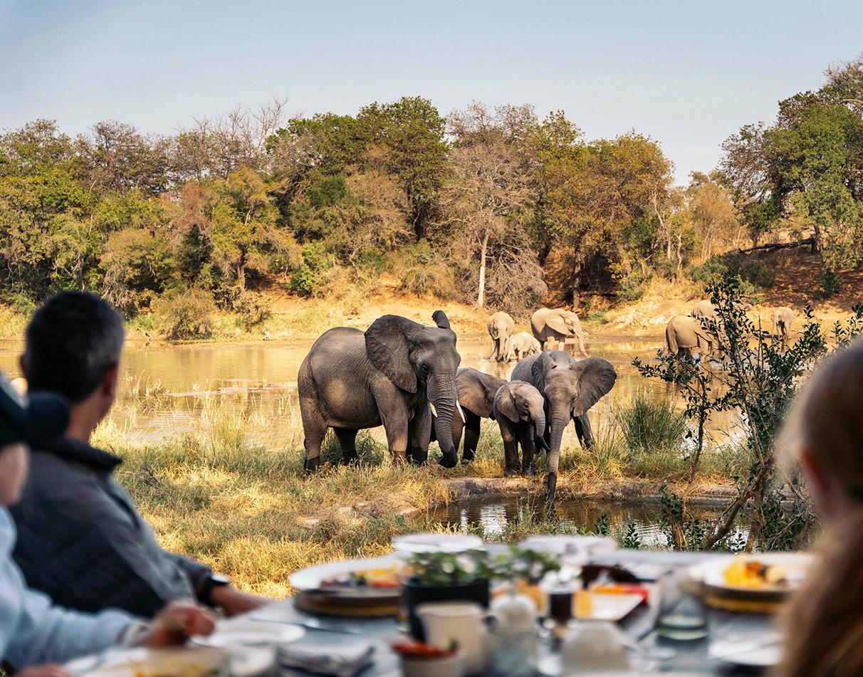 Elephants drinking at the waterhole viewed from the dining area at Simbavati River Lodge.