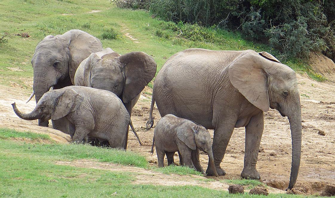 Family of elephants eating grass.