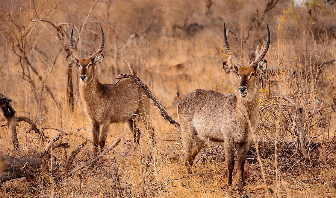 Two antelopes standing in the dry bushveld of Kruger National Park, South Africa.