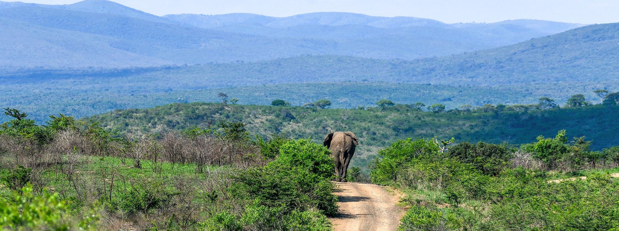 Elephant walking along a dirt road through the green hills of Hluhluwe-iMfolozi Park.
