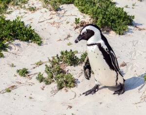 African Penguin on the white sandy beach of Boulders beach, south of Cape Town.