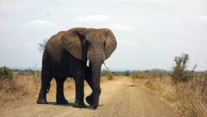 Bull elephant with tusks crossing a dirt road in Kruger National Park.