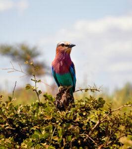 Lilac-breasted roller perched on a branch in the bush.