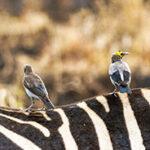 Two birds sitting on the back of a zebra.