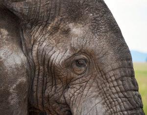 Close-up of an elephant's eye and skin texture.