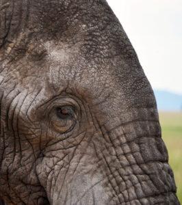 Close-up of elephant skin texture.