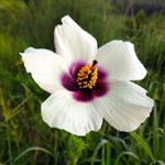 White wild flower with purple centre in the grasslands.