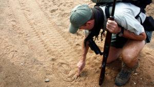 Armed guide crouching to identify buffalo tracks in the sand during walking safari in South Africa, Balule Nature Reserve.