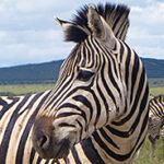 A zebra close-up in Kruger National Park, South Africa.