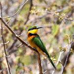 Little bee-eater perched on a branch.
