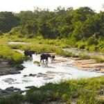 Elepehant family drinking at at a shallow river in the Kruger National Park with lush thrick bush surrounding them.