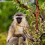 A monkey foraging in the trees at Kruger National Park, South Africa.