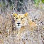 Lioness resting against a tree trunk in the Kruger bush.