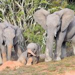 Family herd of elephants gathering under acacia trees in Addo.