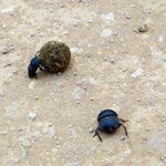 Dung beetle rolling a dung ball in Addo Elephant National Park.