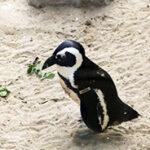 African penguin on a beach.