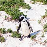 An African Penguin walking in the sand of Boulders Beach on a sunny summer day.