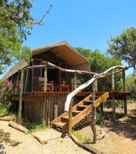 Amakhala Woodbury tented lodge exterior with wooden staircase and surrounding bush.