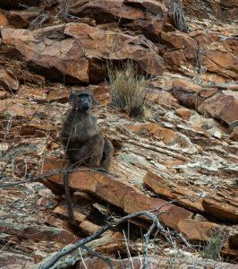 Baboon on rocky outcrop in Drakensberg Mountain Range.