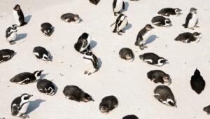 Colony of African Penguins resting on the white sandy sand of Boulders Beach.