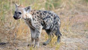 A spotted hyena cub stands alert in dry grassland in Kruger National Park, South Africa.