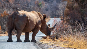 A white rhino on the road in Marakele National Park, South Africa.