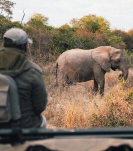 Elephant encountered on a game drive at Simbavati Hilltop Lodge.