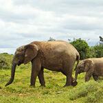 A herd of elephants walking through Addo Elephant National Park, South Africa.