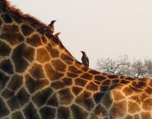 Three little birds sitting on the back of a giraffe.