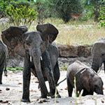 A family of elephants drinking at a waterhole in South Africa.